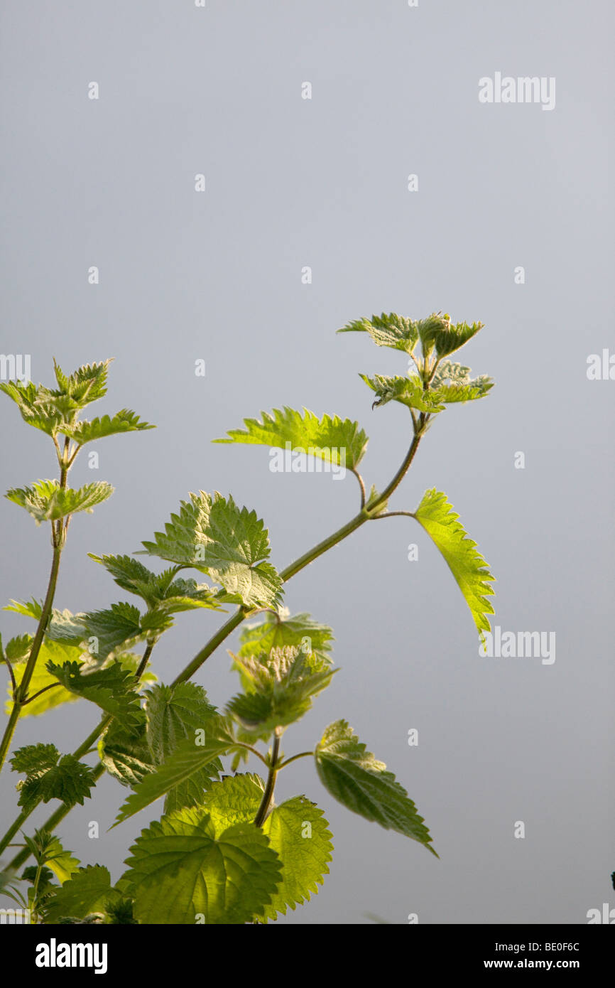 Foglia di ortica - orticaria Foto Stock