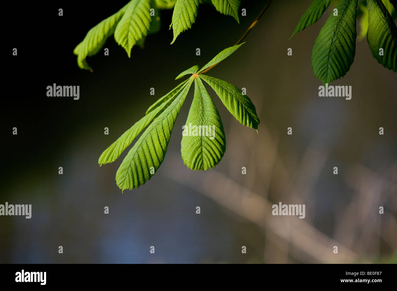 Ippocastano foglia a contrasto elevato Foto Stock