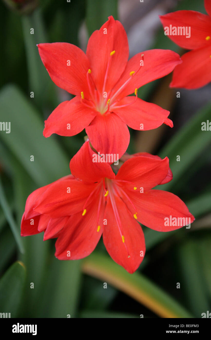 Scarborough Lily, Fire Lily o George Lily, Cyrtanthus elatus, Amaryllidaceae, Sud Africa. Precedentemente Vallota speciosa. Foto Stock