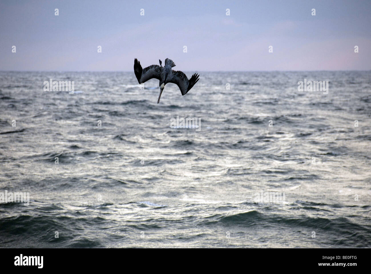 Brown pelican immersioni subacquee. Foto Stock
