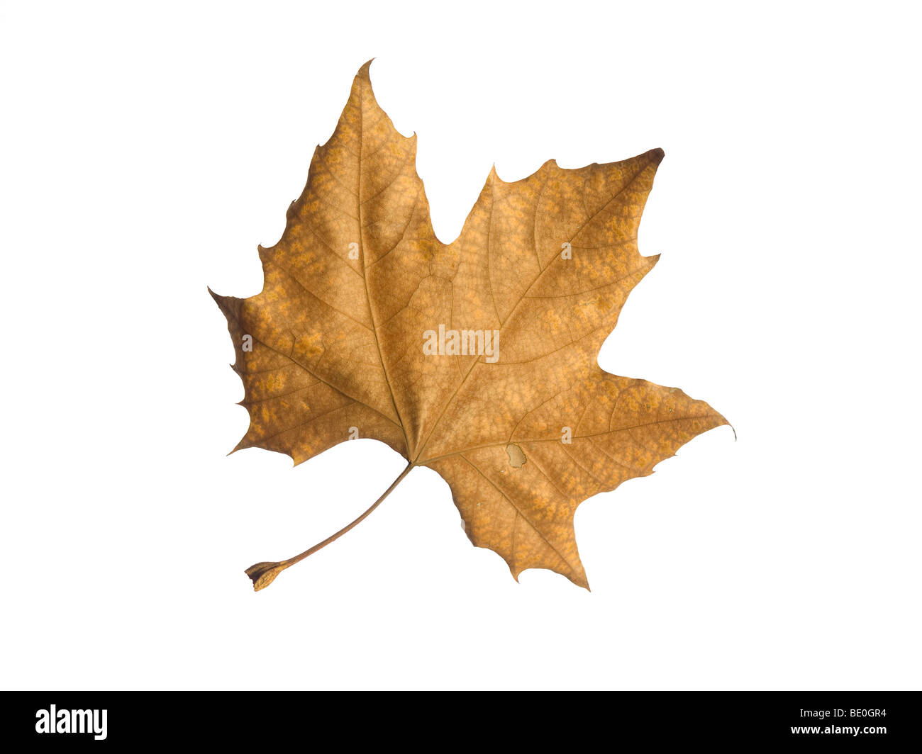 Un singolo autumn leaf isolate su uno sfondo bianco. Foto Stock