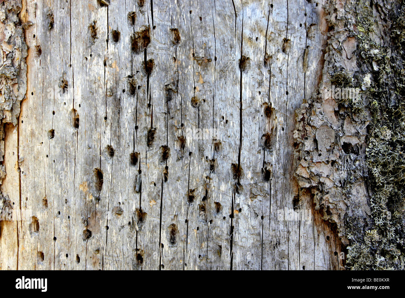 Dead abete (picea) piena di picchio fori, Foresta Nera, Baden-Wuerttemberg, Germania, Europa Foto Stock