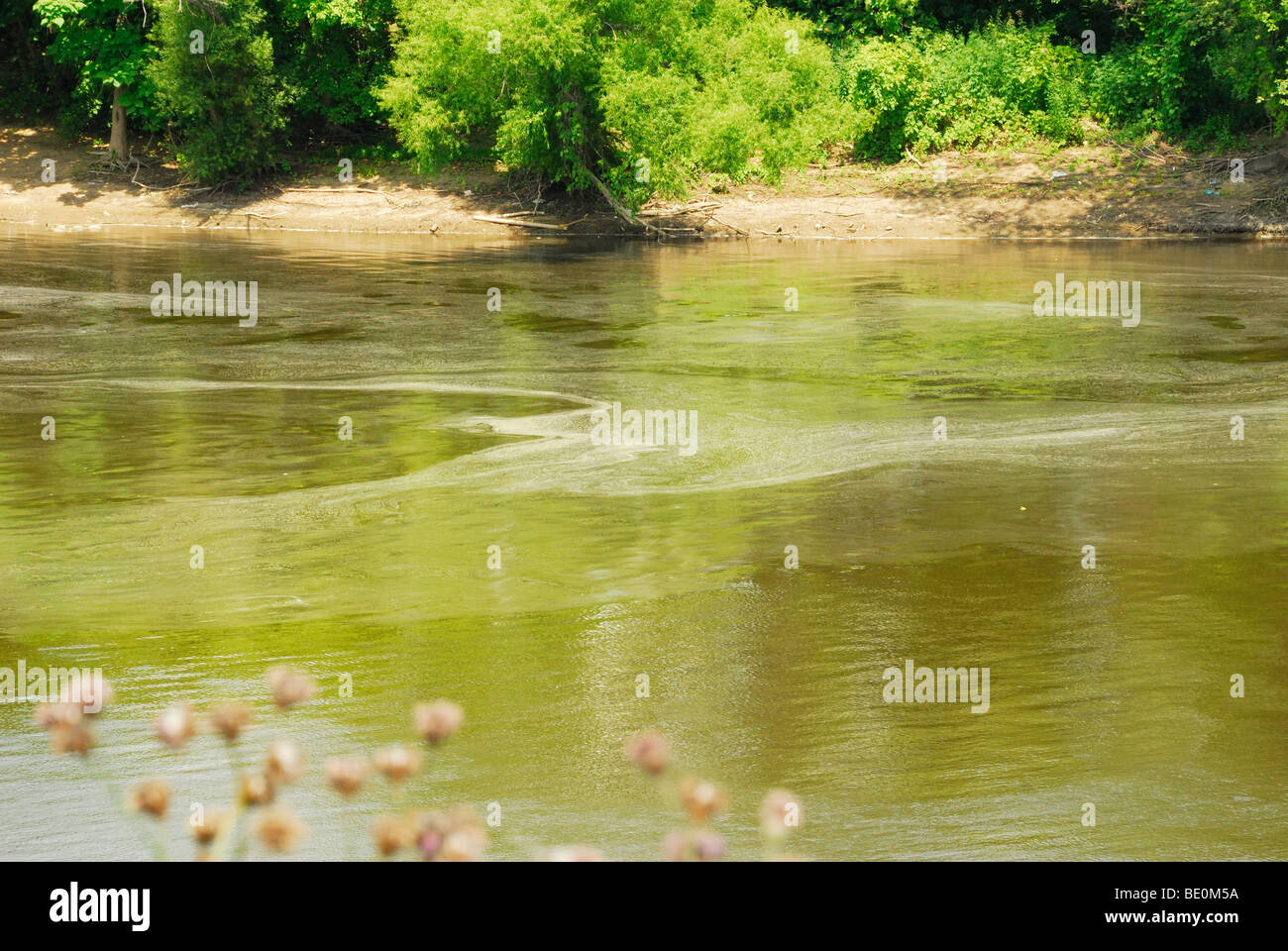 Il polline o scum galleggiante sul fiume Muskingum in Zanesville Ohio. Foto Stock