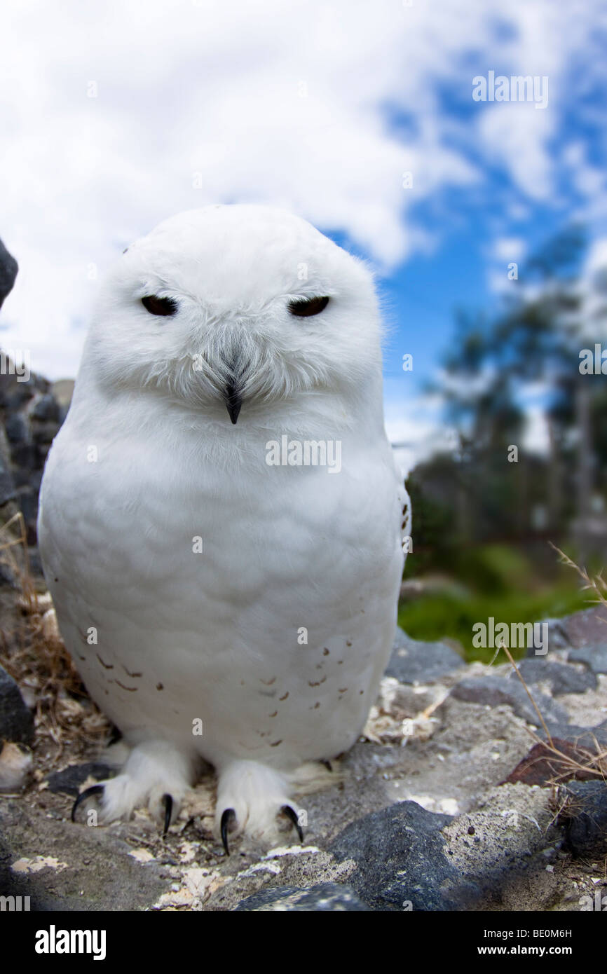 Civetta delle nevi, Arctic Owl o grande gufo bianco, Nyctea scandiaca, captive. Foto Stock