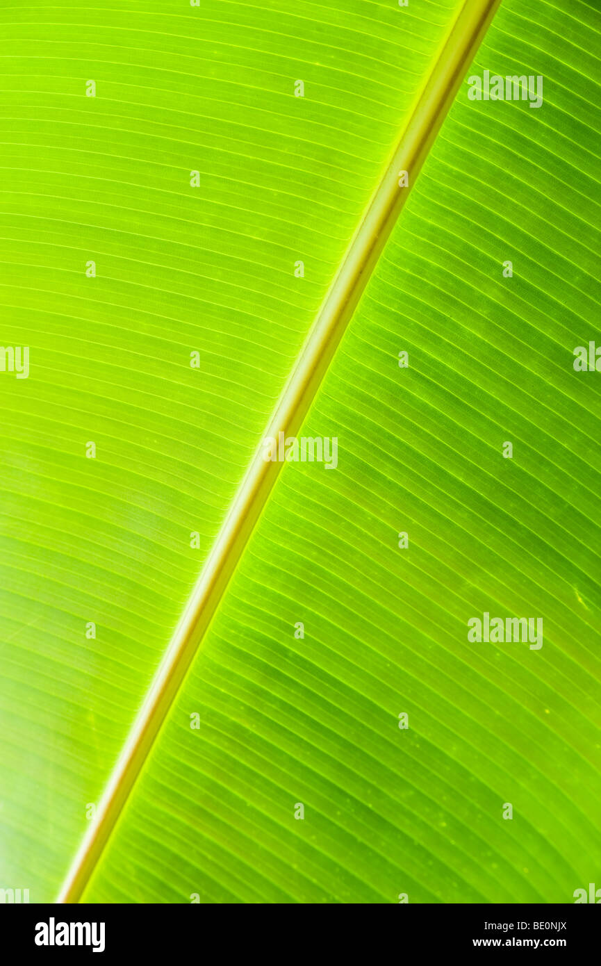 Genere Musa, Musaceae famiglia Foto Stock