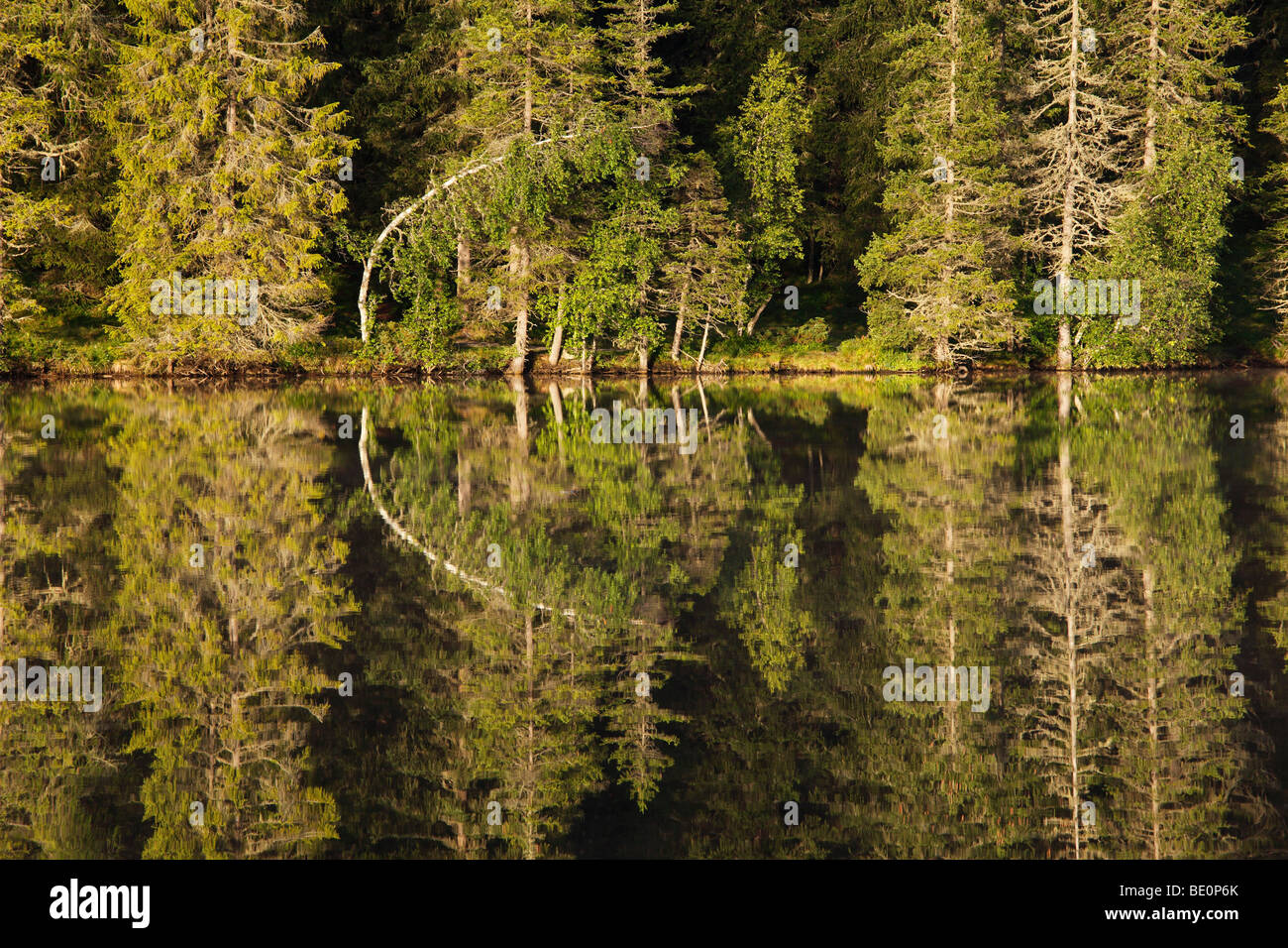 Lago Prebersee, la foresta di conifere sul lungolago, Lungau, stato di Salisburgo, Austria, Europa Foto Stock
