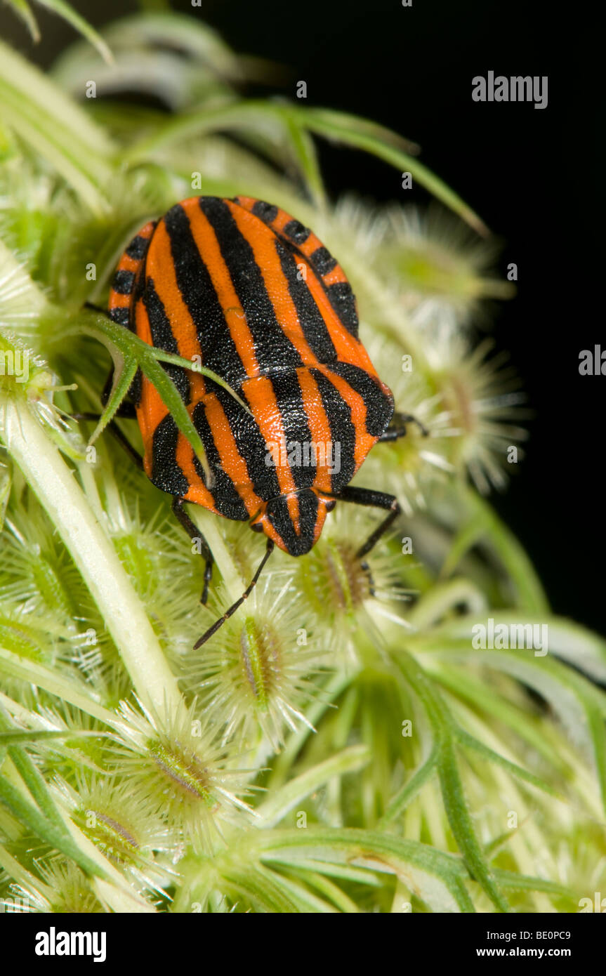 Scudo striato Bug (Graphosoma lineatum) Slovenia, Luglio. Foto Stock