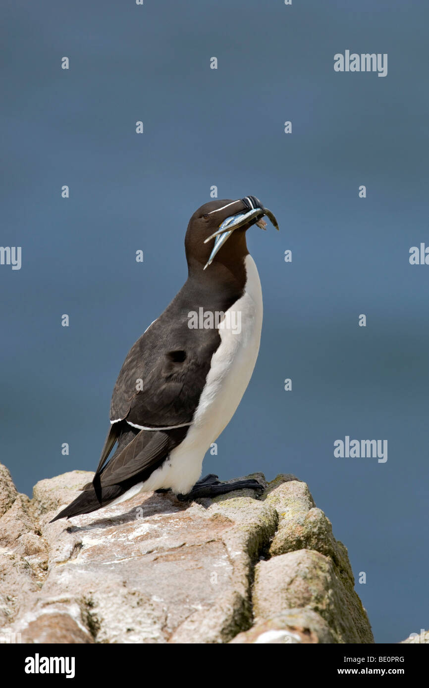 Razorbill; Alca torda; con il cicerello Foto Stock