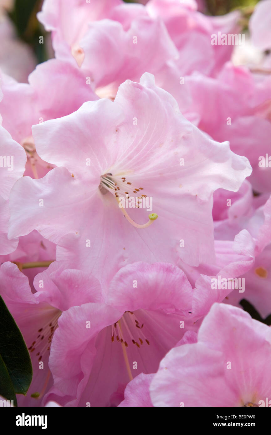 Rhododendron; fiore rosa; Cornovaglia Foto Stock