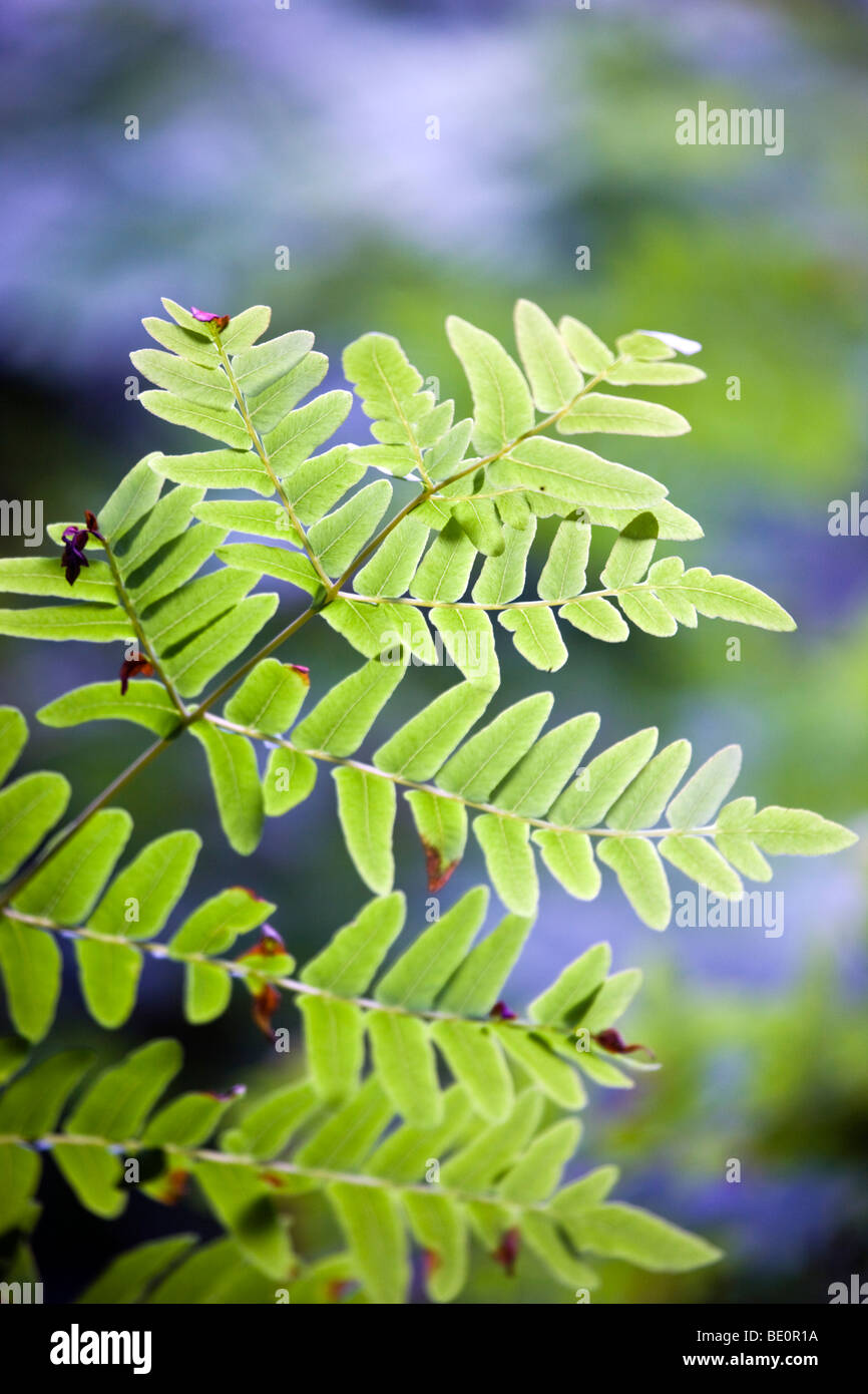 Royal; felce Osmunda regalis Foto Stock