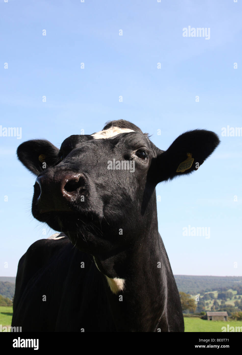 Una mucca fresian in una fattoria nel Derbyshire, England, Regno Unito Foto Stock