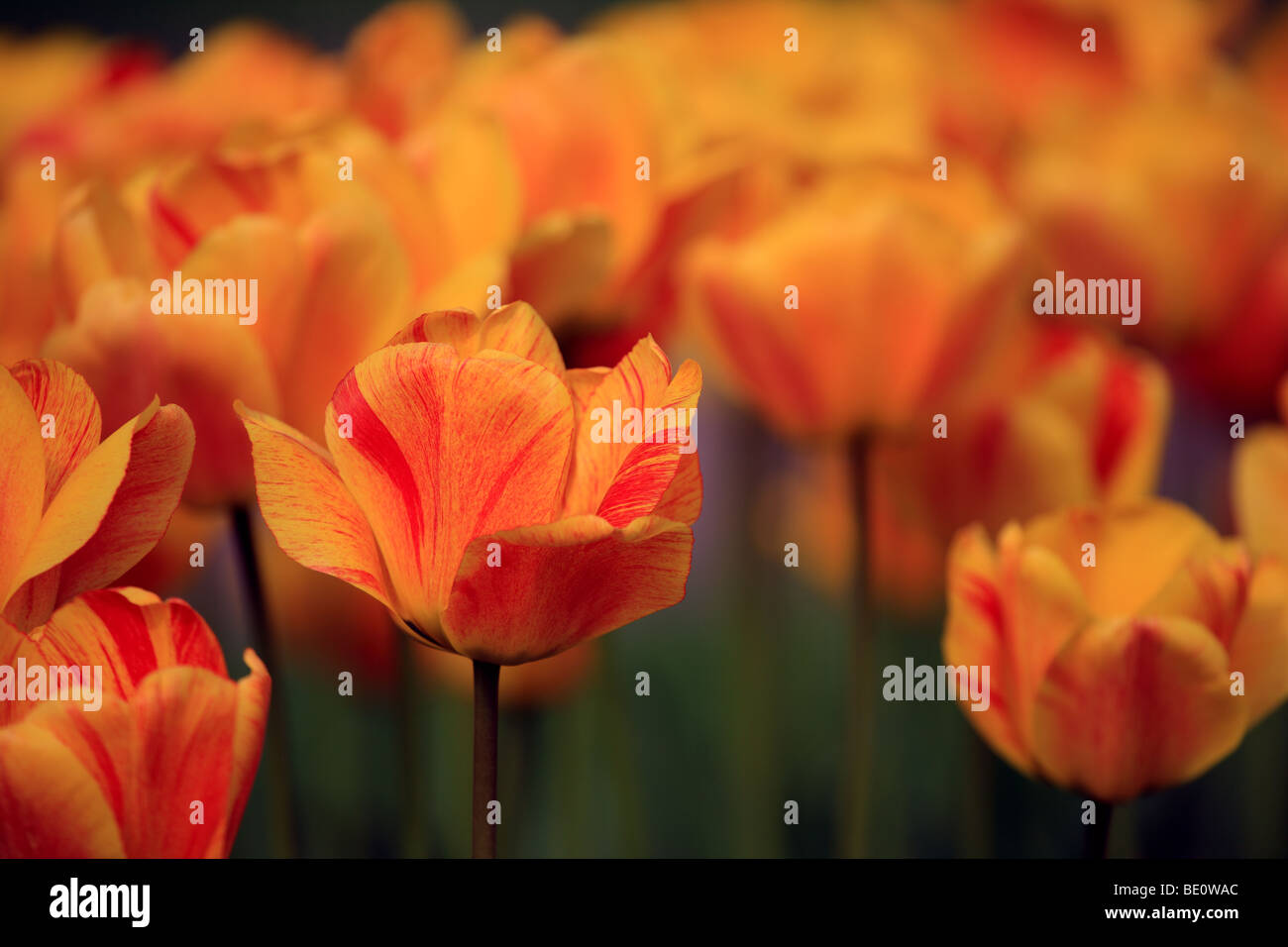 L'arancione e il rosso i tulipani Foto Stock