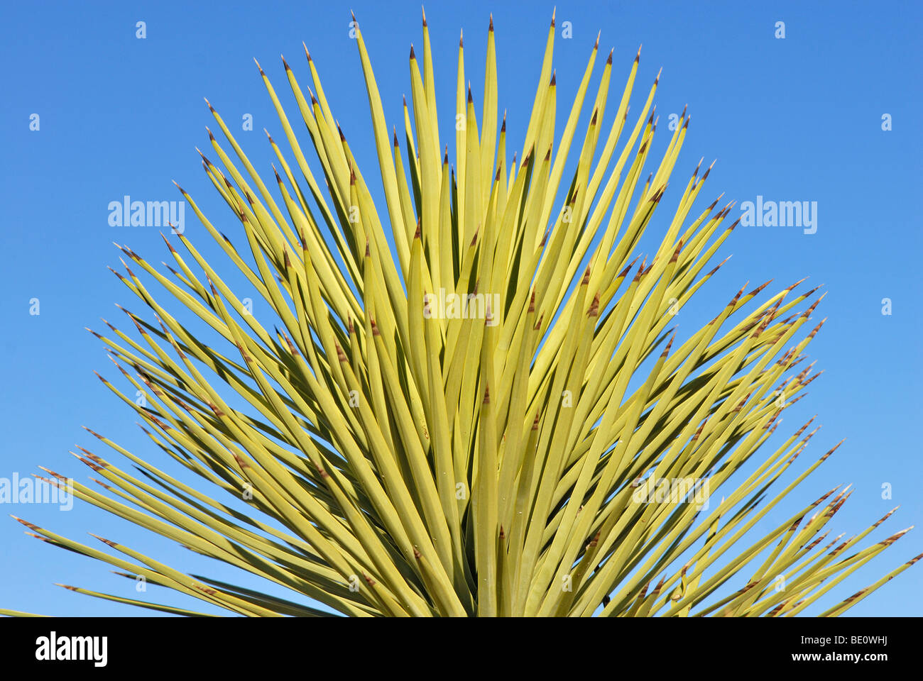 Joshua Tree (Yucca brevifolia), dettaglio Palm Desert, Joshua Tree National Park, California, Stati Uniti d'America Foto Stock