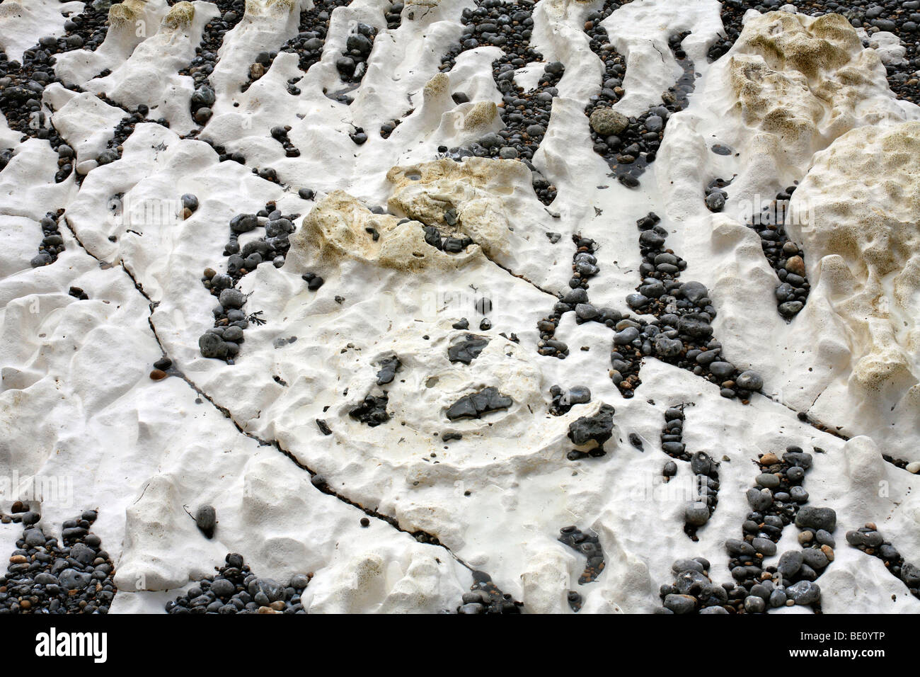 Ammoniti gigante Parapuzosia, fossili su chalk foreshore tra Peacehaven e Newhaven, East Sussex, England, Regno Unito Foto Stock