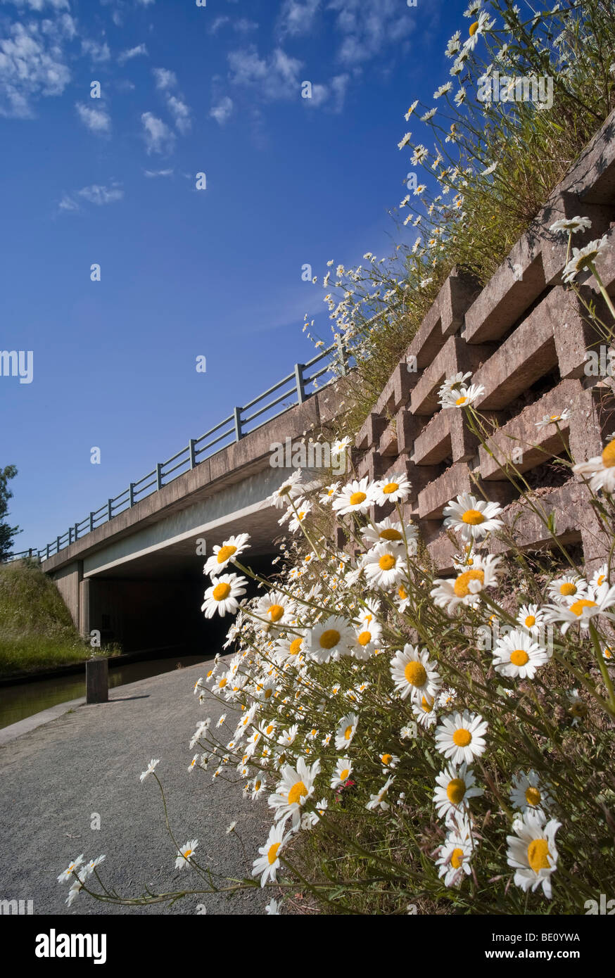 Fiori selvatici che crescono in un ambiente urbano - Ponte dell'autostrada M42 su stratford upon avon canal lapworth Foto Stock