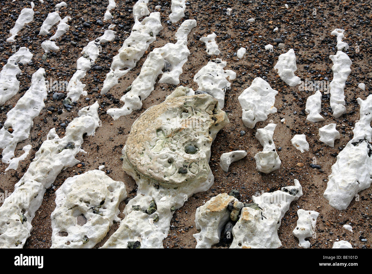 Ammoniti gigante Parapuzosia, fossili su chalk foreshore tra Peacehaven e Newhaven, East Sussex, England, Regno Unito Foto Stock