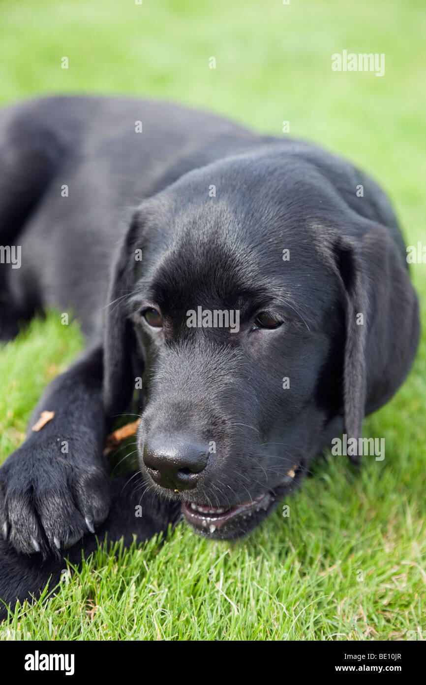 Uno nero Labrador cucciolo di cane masticare un bastone all'esterno. Foto Stock