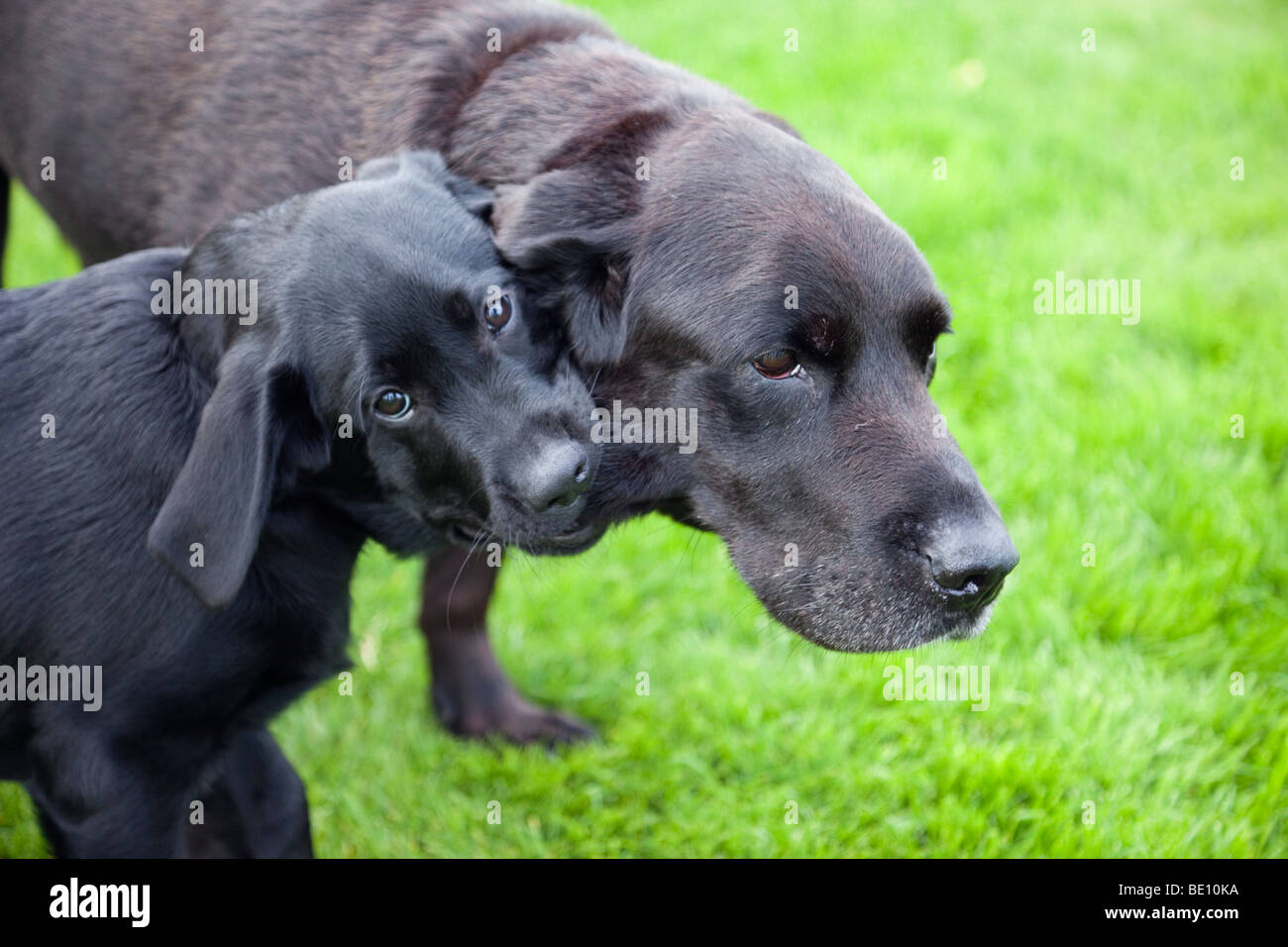Il Labrador nero cucciolo di cane per giocare a combattere con un vecchio cane. Foto Stock