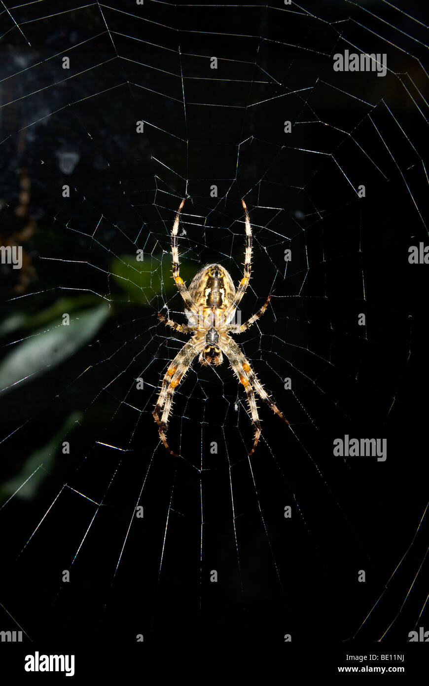 Parte inferiore grande giardino femmina orb spider tessitura su di lei la mattina presto luce misty coperto di rugiada sottile filo di seta di web Foto Stock