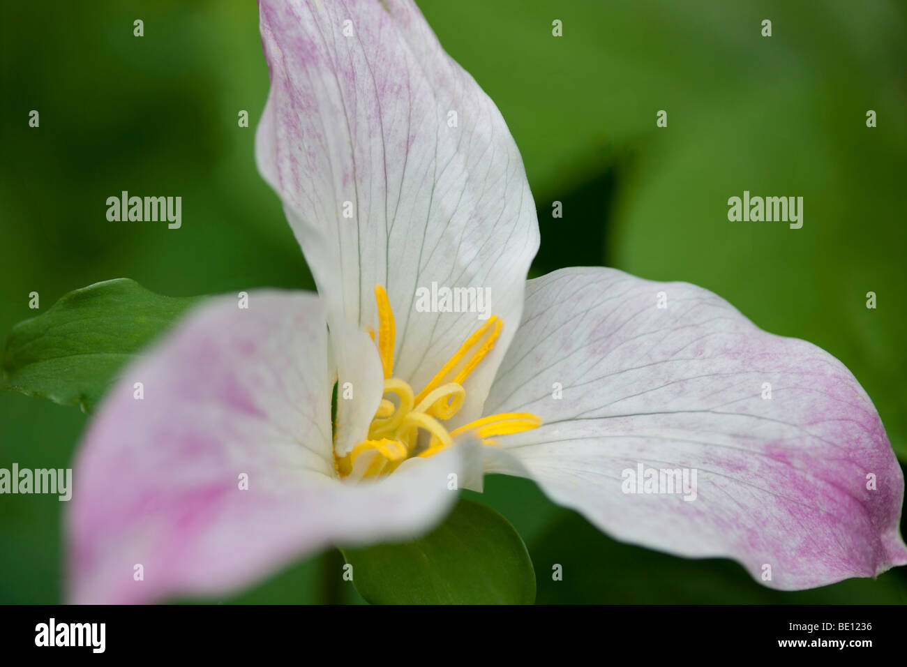 Close up Western Trillium (trillium ovatum). Tryon Creek State Park, Oregon Foto Stock