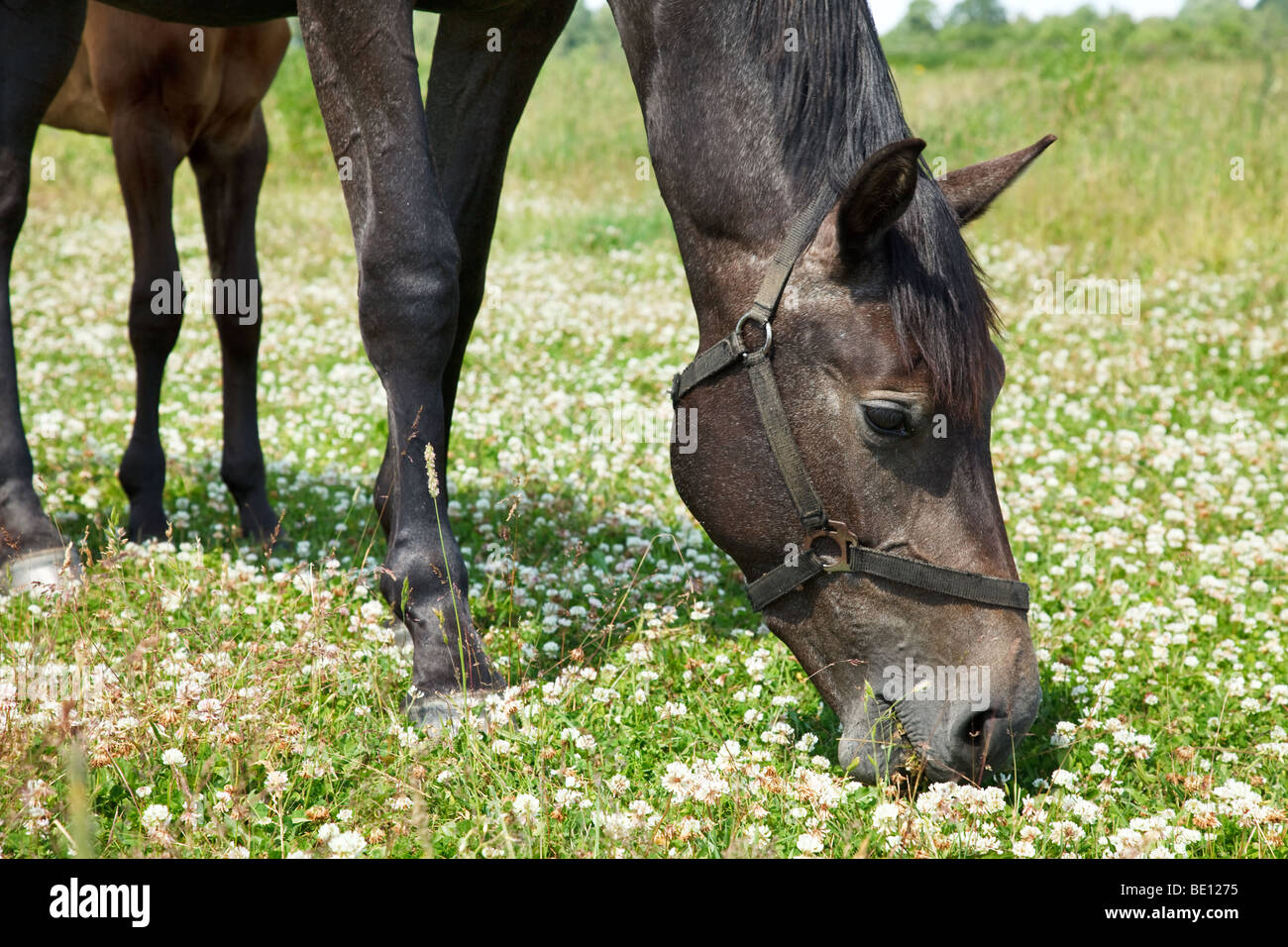 Cavallo nero pascolare nel prato di close-up Foto Stock