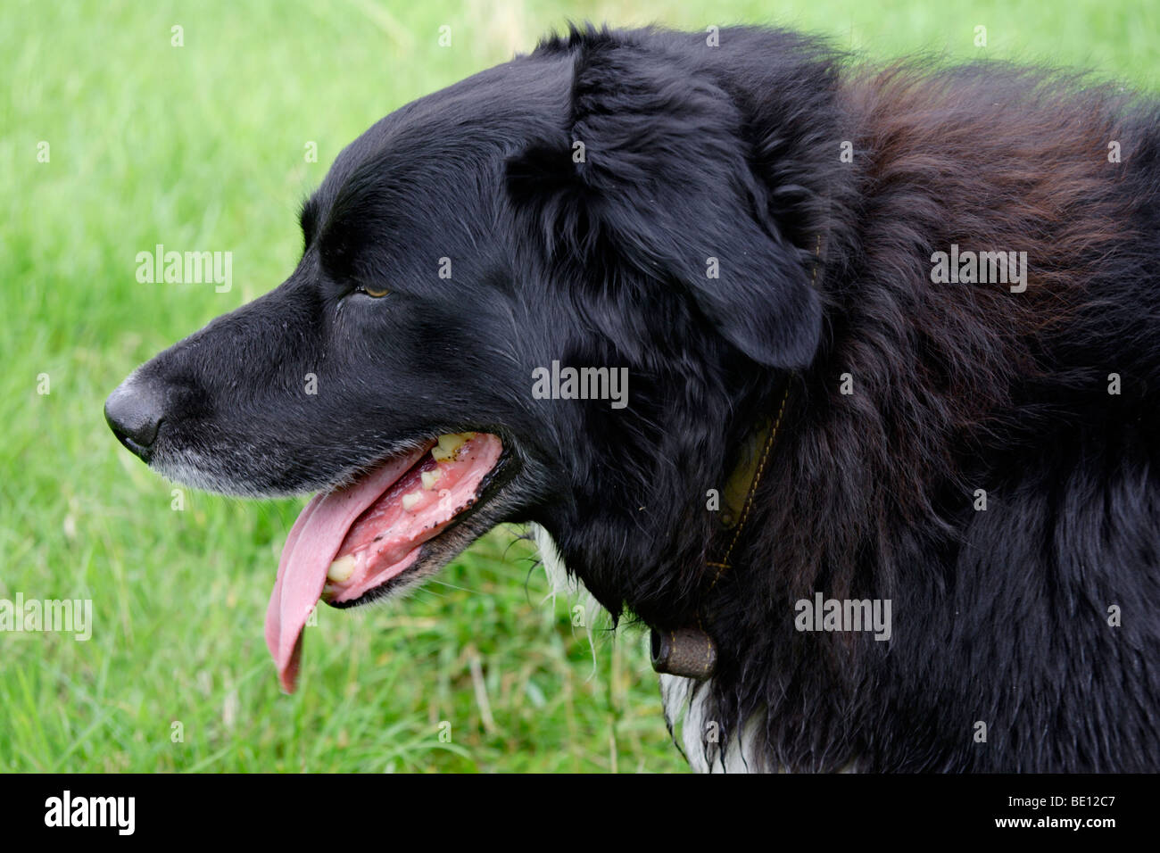 Black Border Collie cane nel campo di erba , Inghilterra , REGNO UNITO Foto Stock