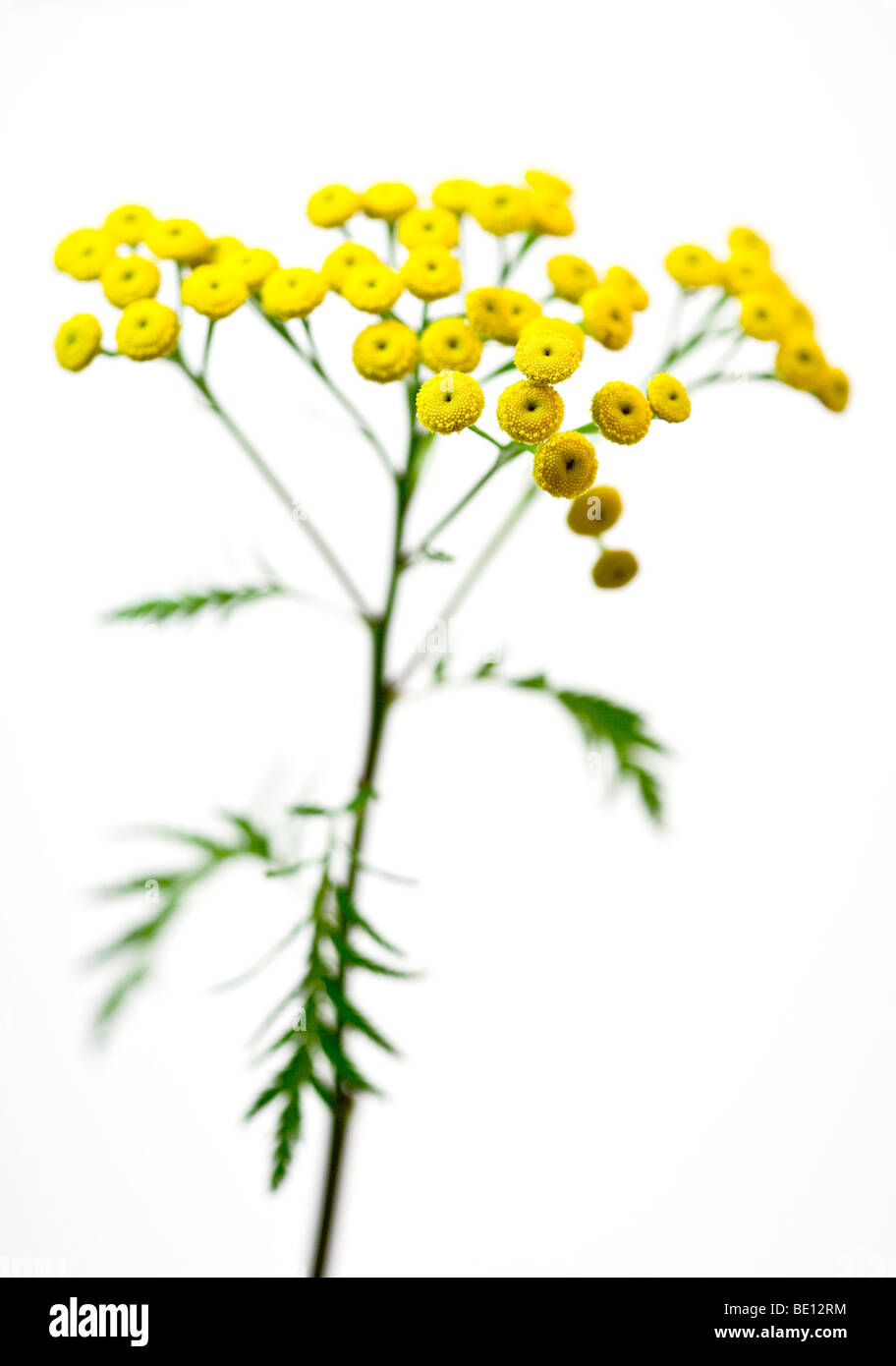 Tansy Tanacetum vulgare Foto Stock