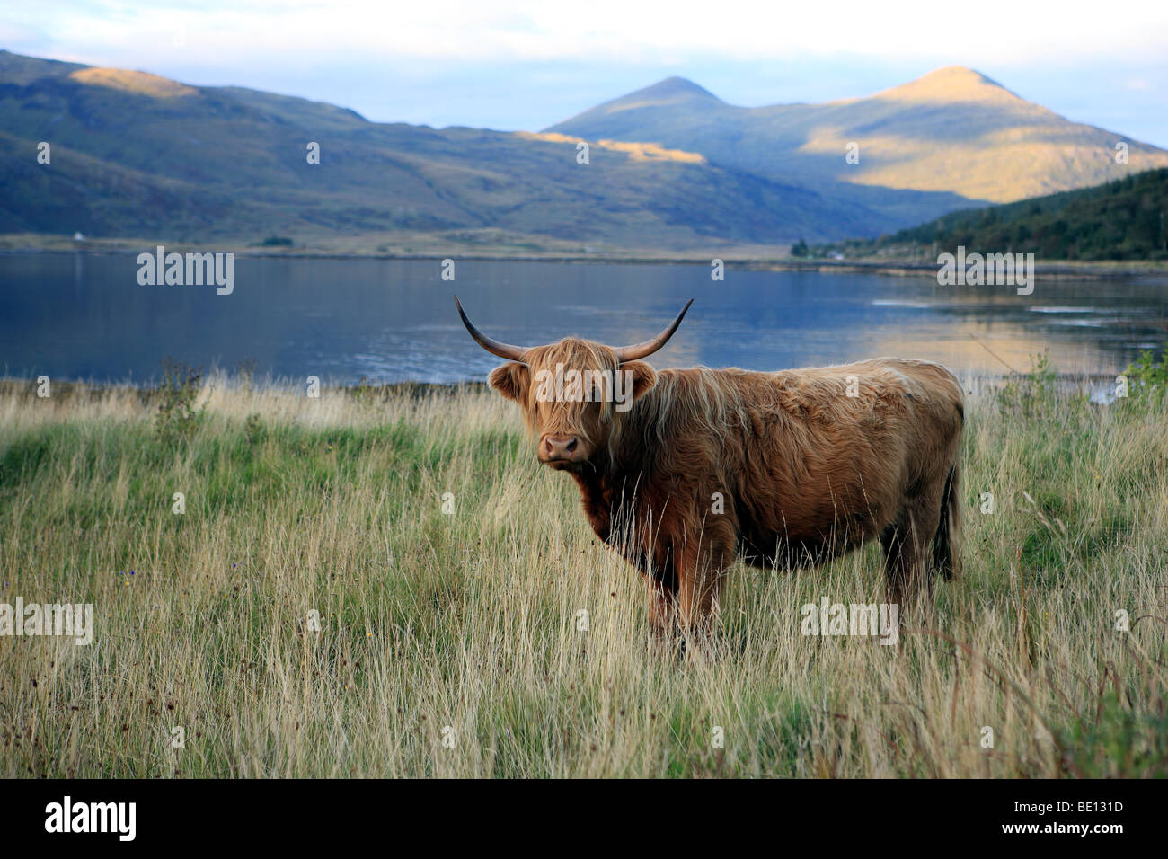 Highland vacca a lato del Loch Scridain sull'Isle of Mull in Scozia Foto Stock