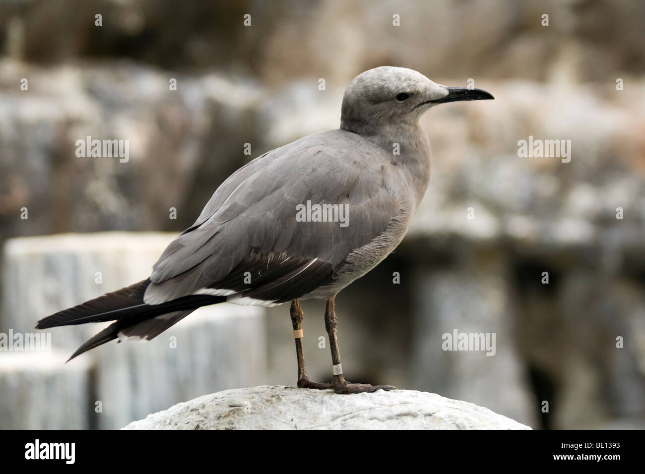 Bird . Brookfield Zoo Foto Stock