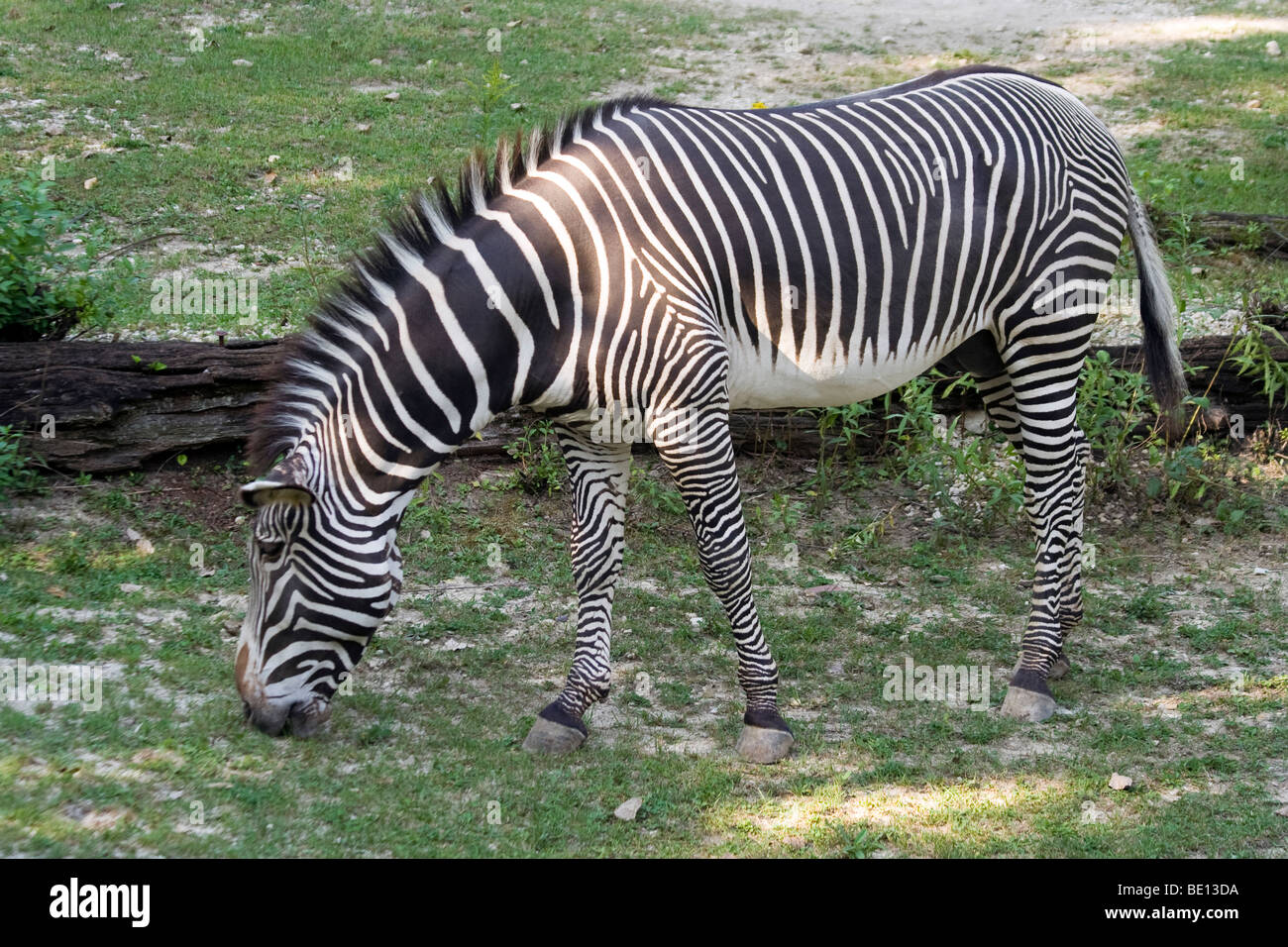 La Zebra. Brookfield Zoo Foto Stock