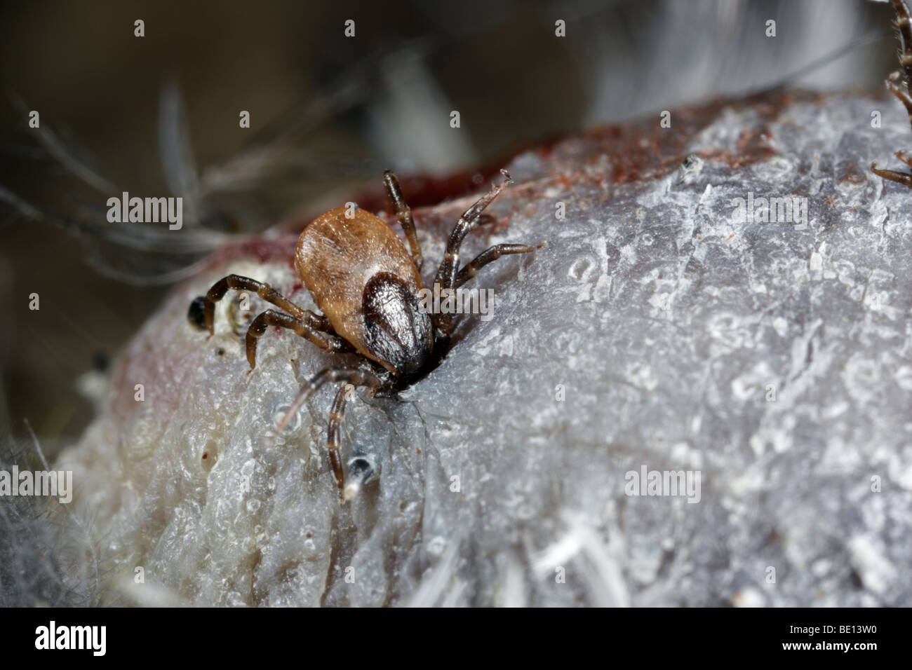 Bird Tick Ixiodes brunneus Foto Stock