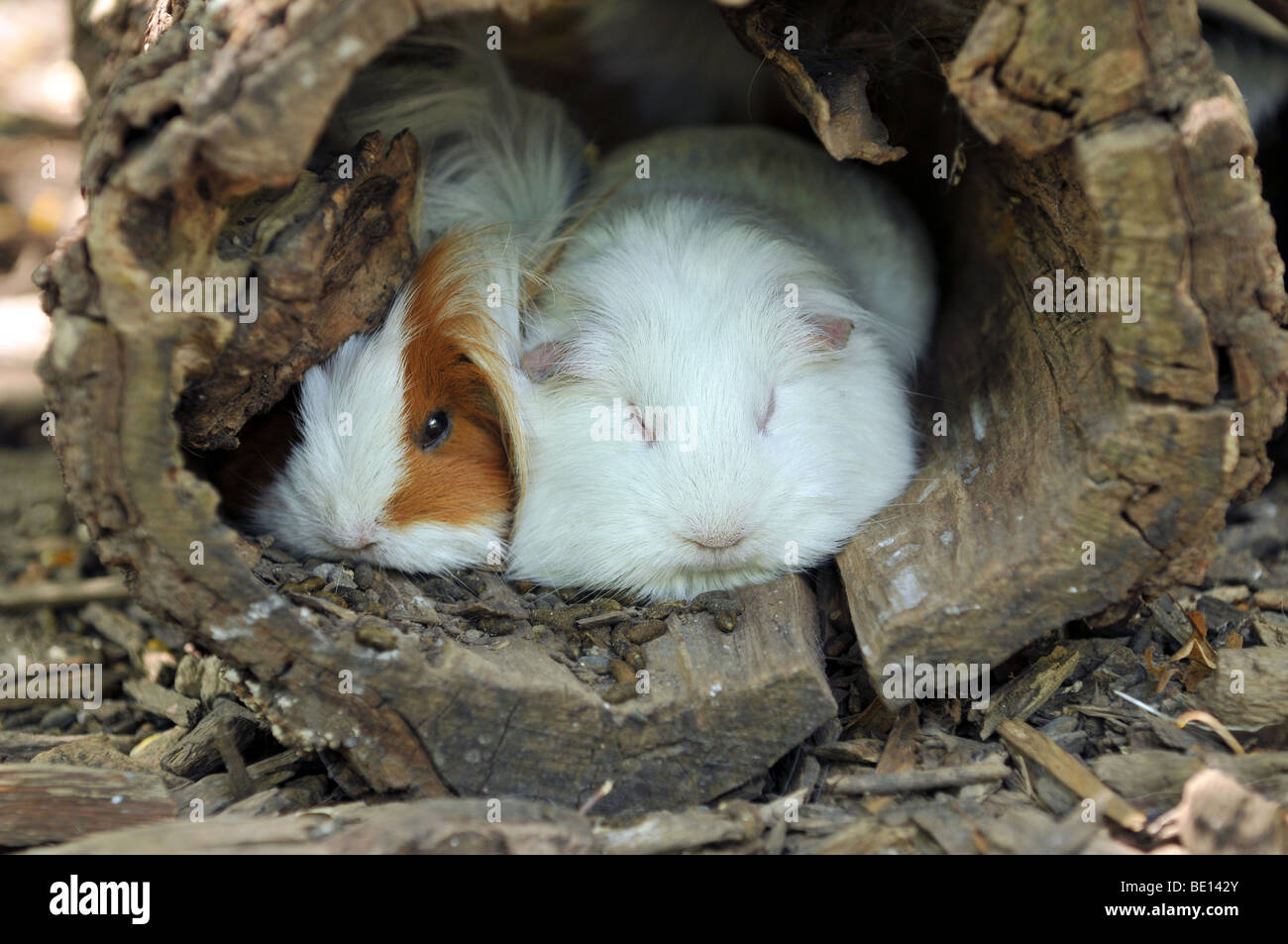 Cavie appoggiato comodamente all'interno della struttura ad albero cavo Foto Stock