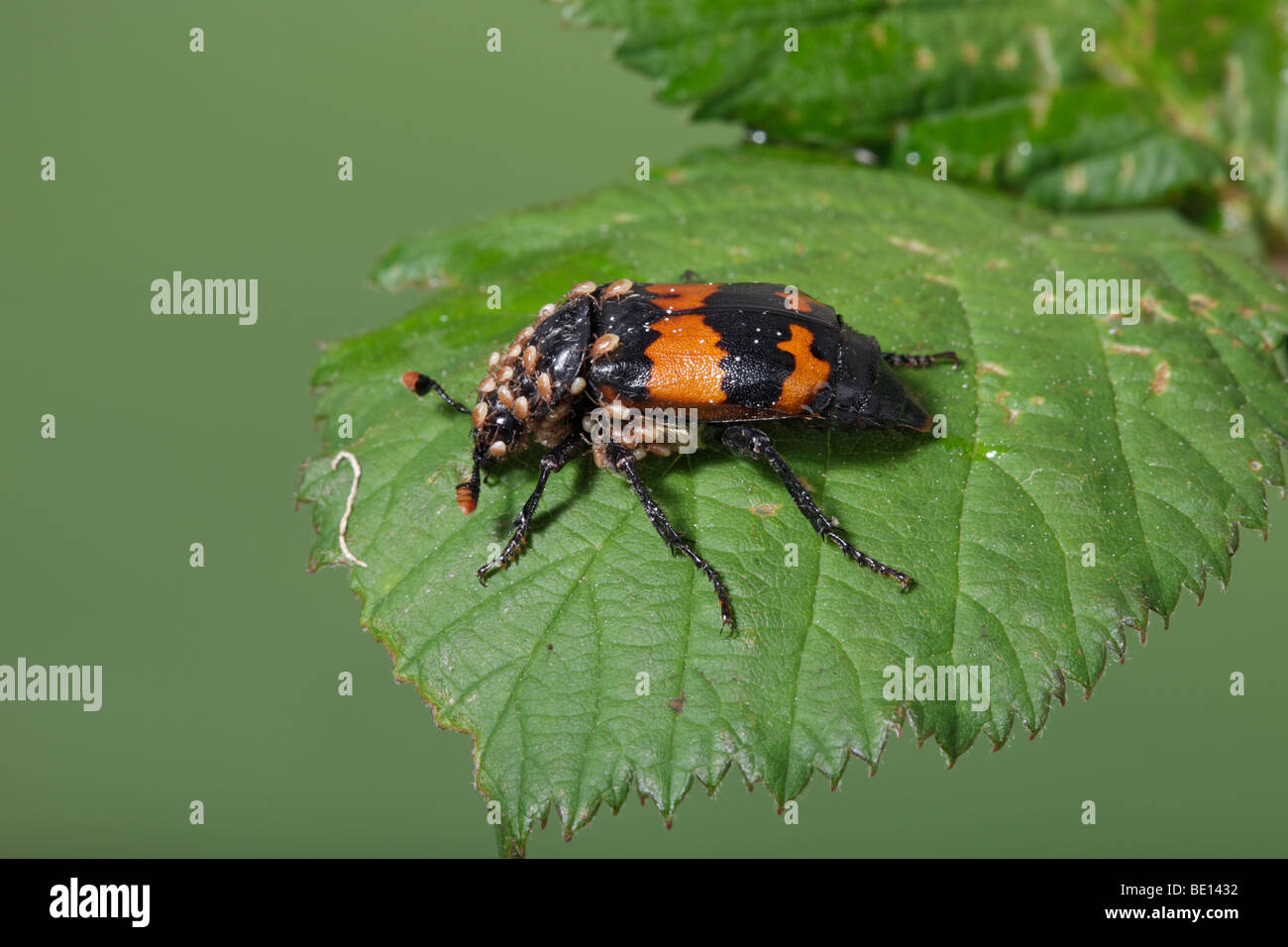 Seppellimento di beetle sexton beetle (genere Nicrophorus) Foto Stock