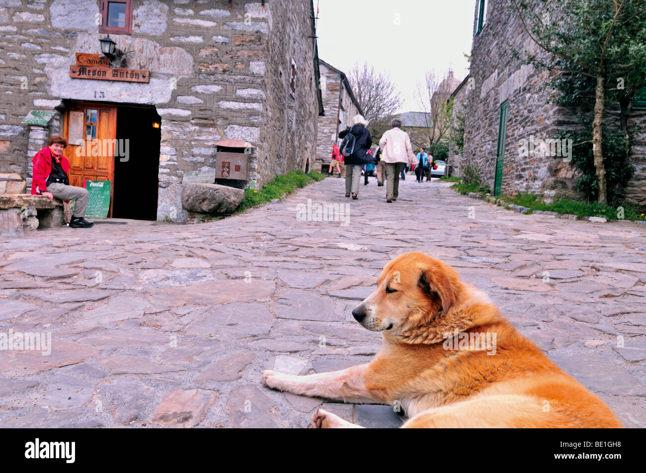 Spagna, San Giacomo Titolo: Cane giacente nel vicolo principale di O Cebreiro Foto Stock