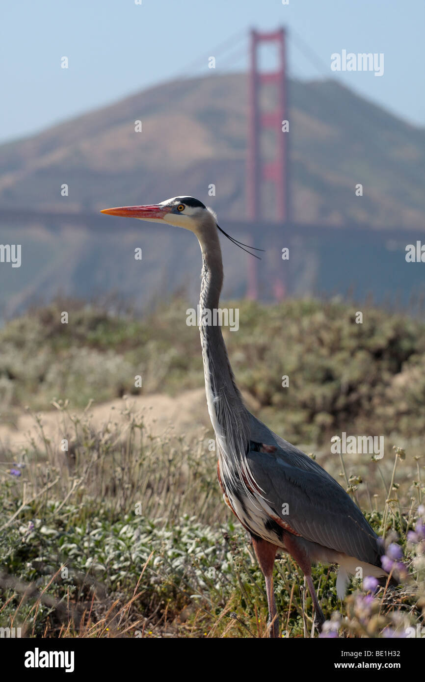 Un grande airone cenerino Ardea erodiade nella nazionale del Golden Gate Park San Francisco California USA Foto Stock