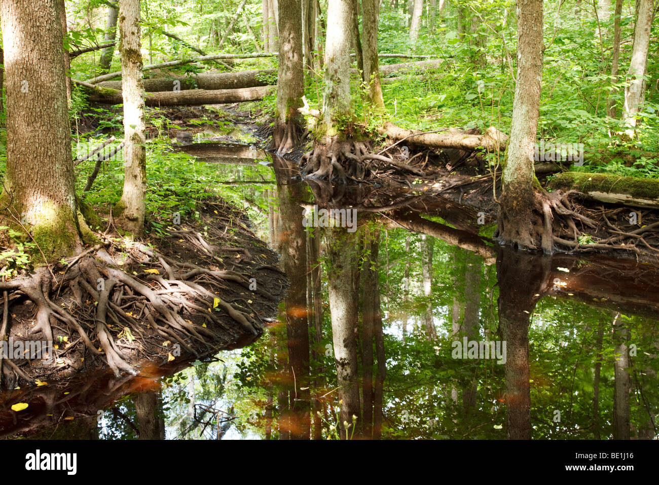 Foresta profonda Foto Stock
