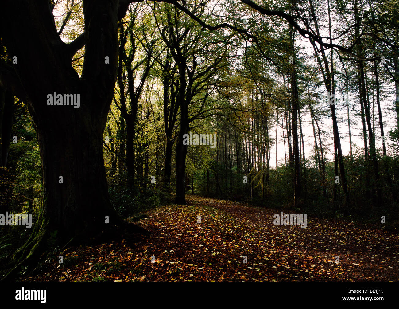 Passeggiata nella foresta in Dean Park, Kilmarnock, Ayrshire, in Scozia Foto Stock