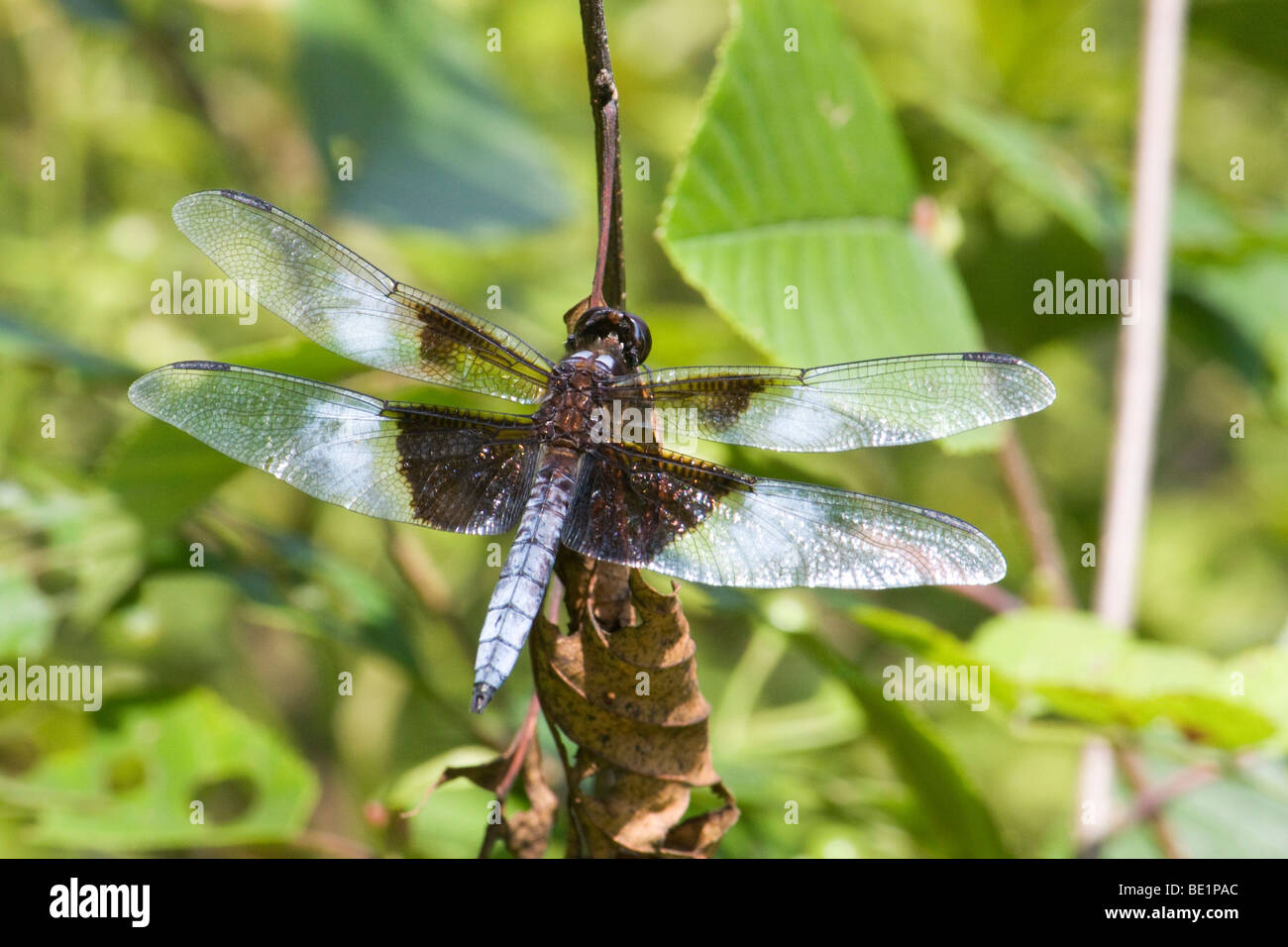 IMG 0795R1 VEDOVA DRAGONFLY SKIMMER sulla pianta Foto Stock