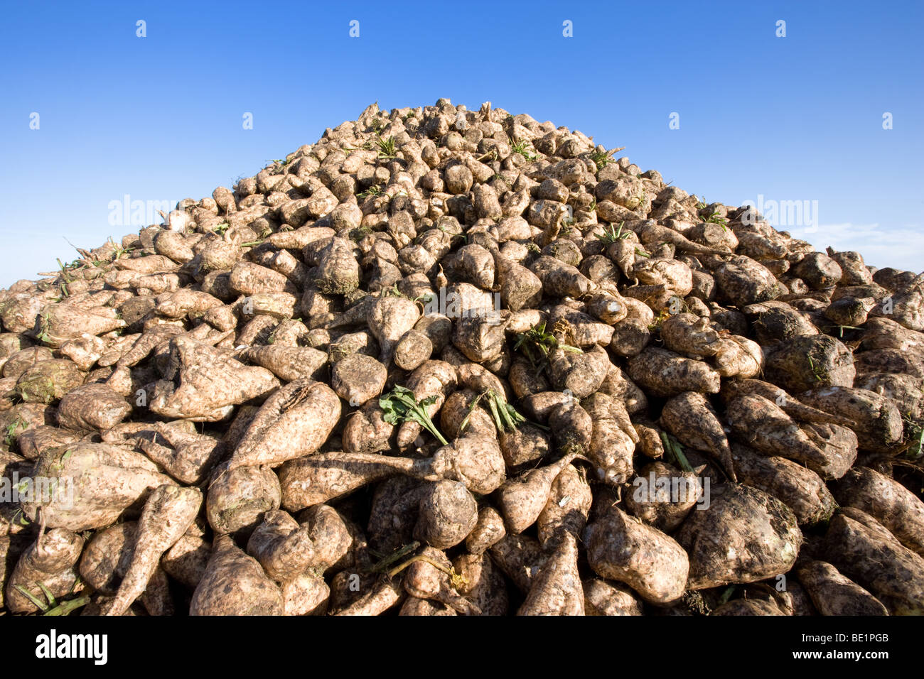 La barbabietola da zucchero ammucchiò pronto per andare al Wissington barbabietola da zucchero di fabbrica Foto Stock