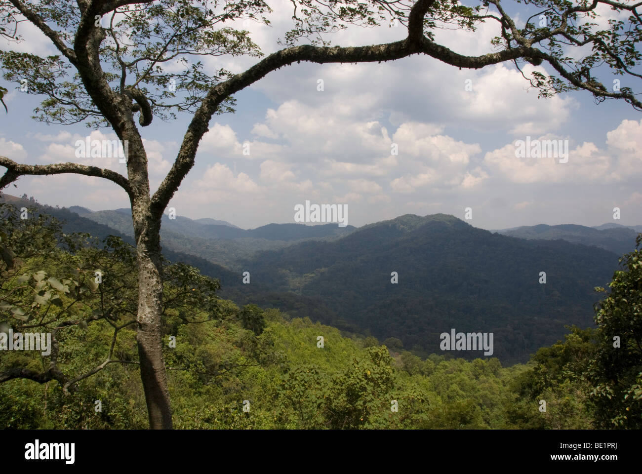 Vista sul parco nazionale impenetrabile di Bwindi, Uganda Foto Stock
