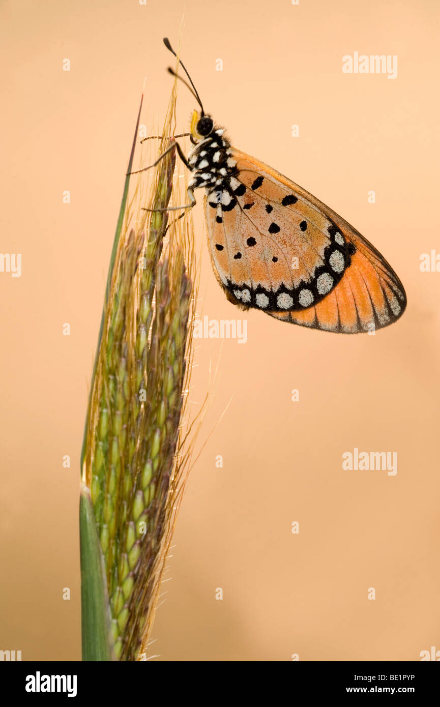 Bruno Coster Butterfly Acraea terpsicore Bandhavgarh Parco Nazionale di arancione sul gambo di erba Foto Stock