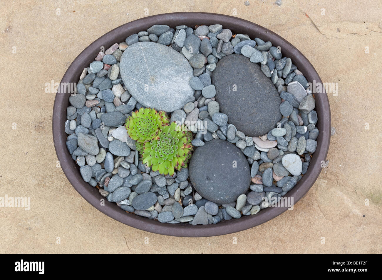 Sempervivum pittonii, syn. pittoni, dalle Alpi Orientali, piantato nel piatto o pan Foto Stock