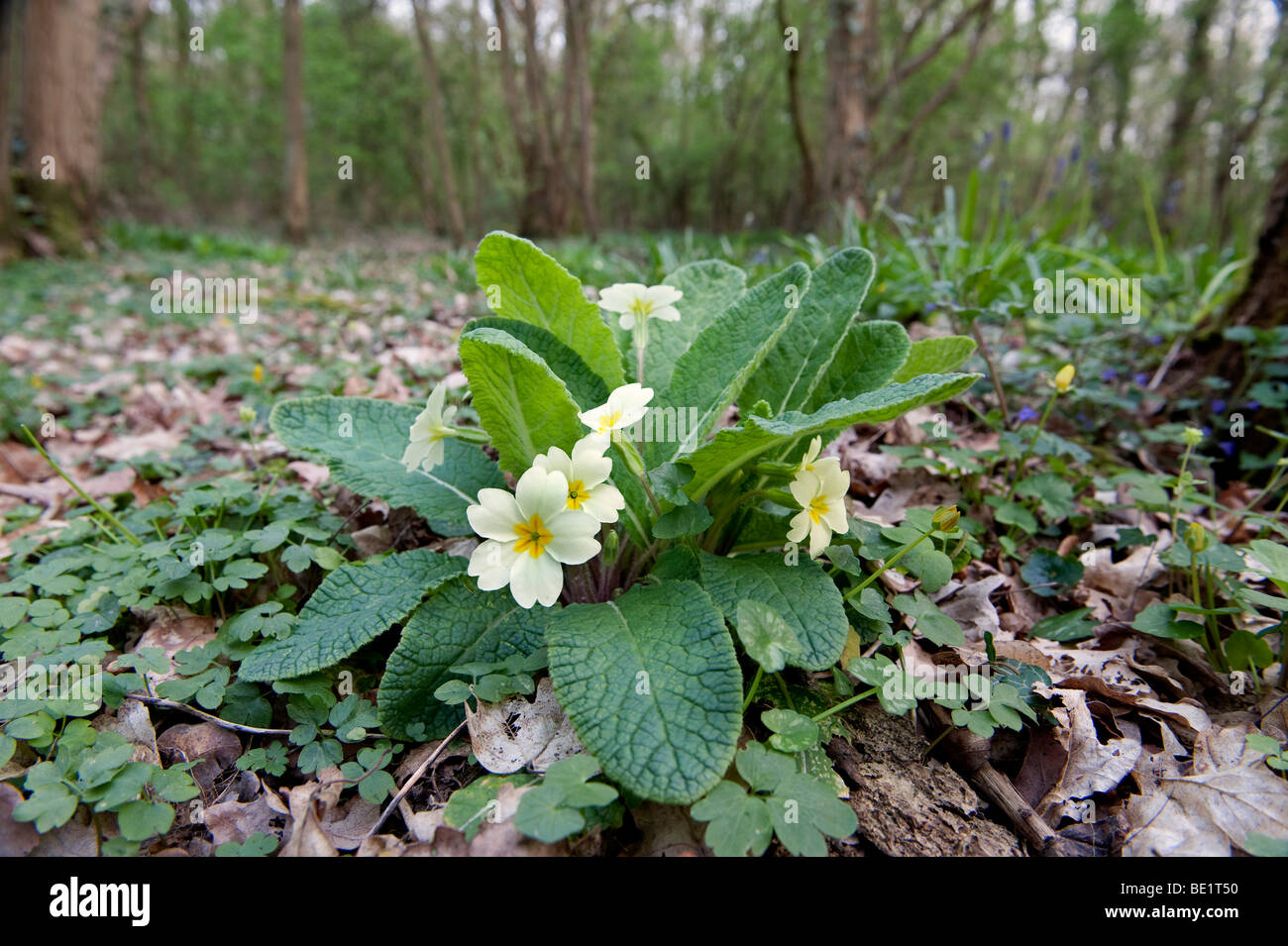 Primrose Primula vulgaris nella primavera del bosco REGNO UNITO Foto Stock