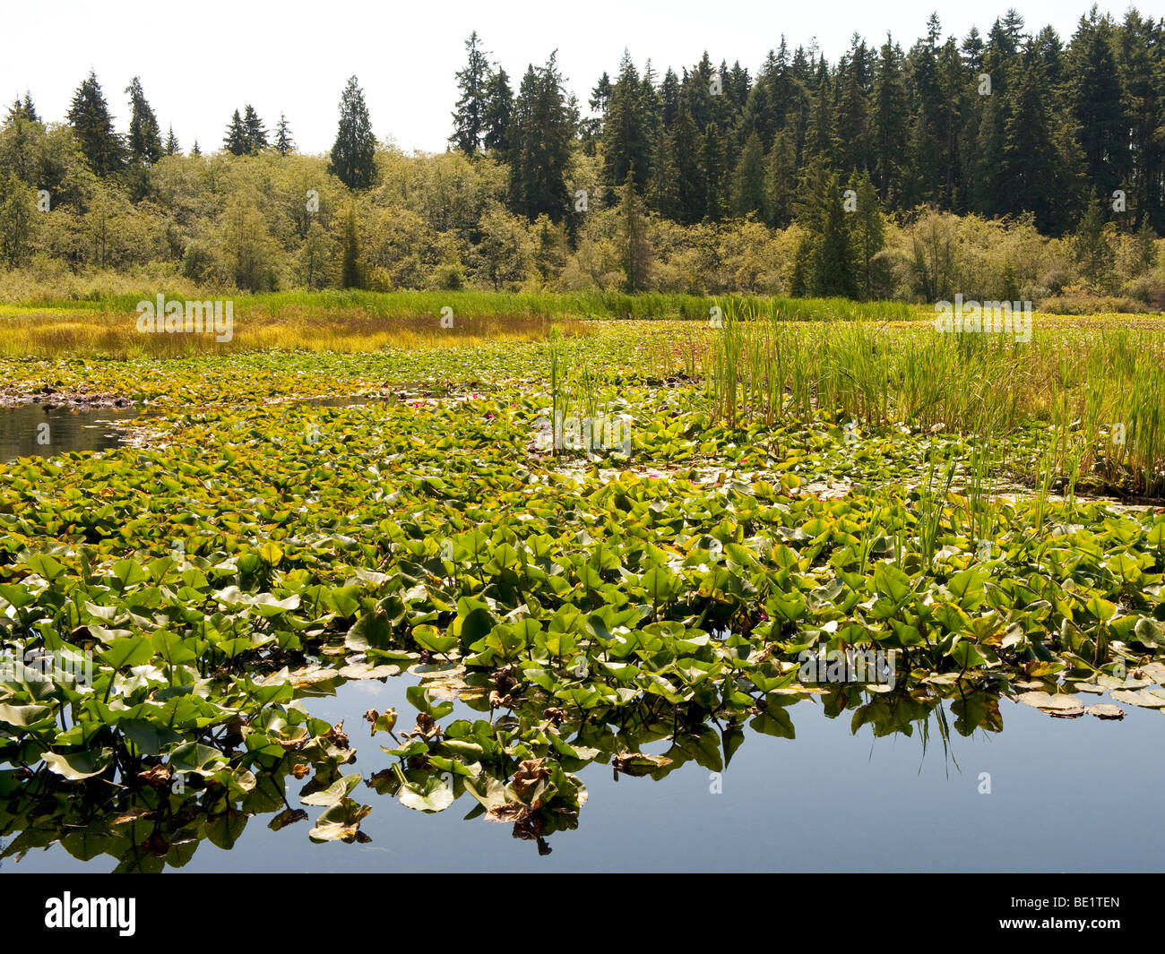 Beaver Lake, il Parco Stanley, Vancouver, British Columbia, Canada Foto Stock