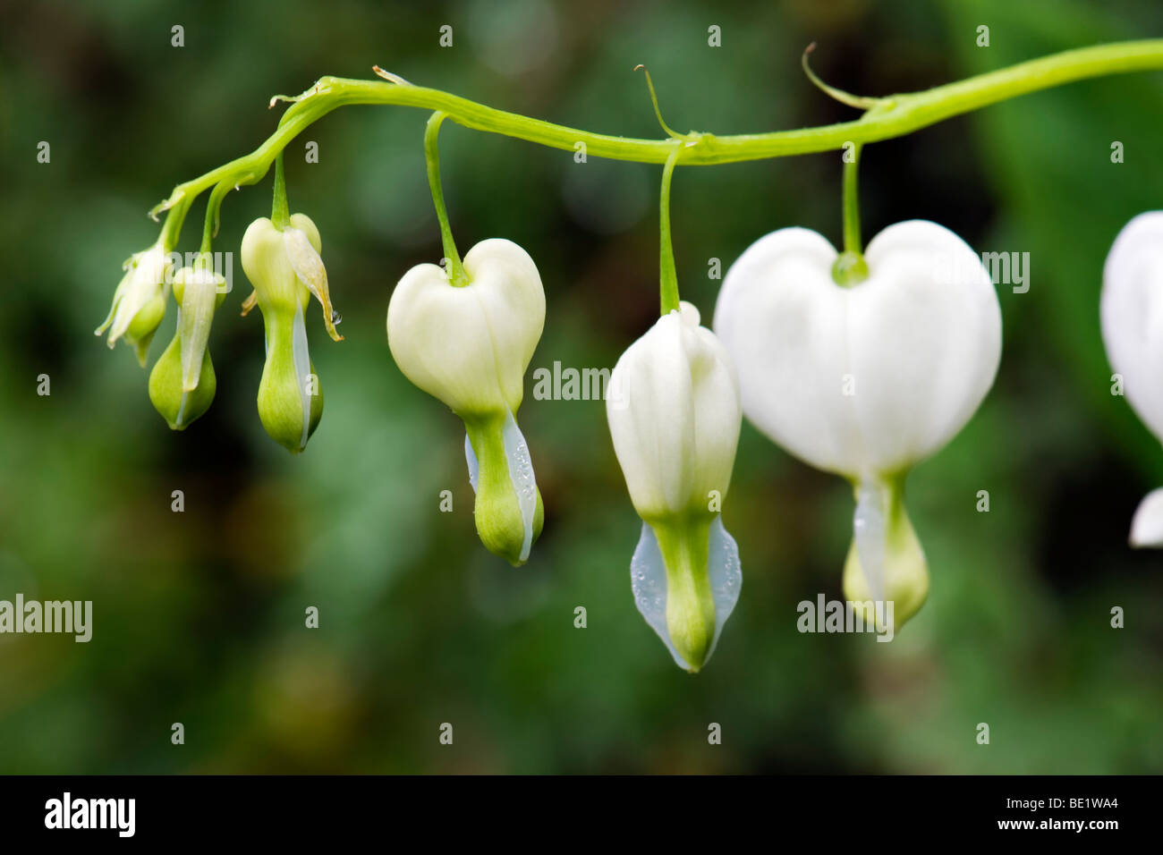Il sanguinamento bianco cuore fiori contro verde fuori fuoco fogliame prese a Bristol REGNO UNITO Foto Stock