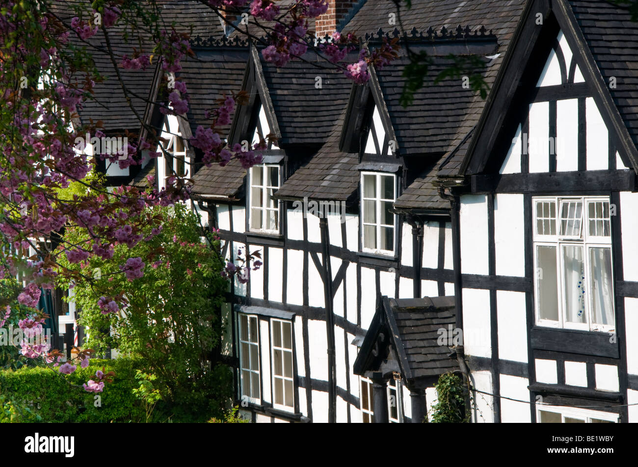 Attraente Black & White Cottages in primavera, Sandbach, Cheshire, Inghilterra, Regno Unito Foto Stock