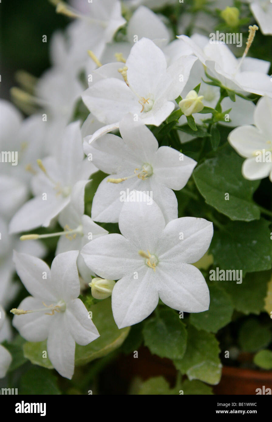 Stelle cadenti o Italiano campanula, Campanula isophylla "Alba", Campanulaceae, Italia Foto Stock