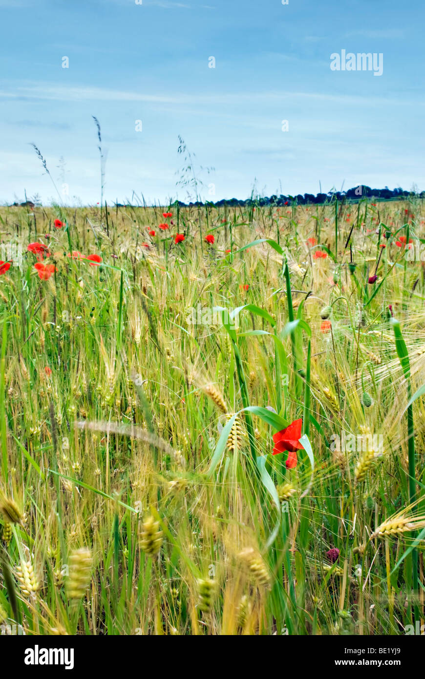 Poppies in campo, noto anche come campo di papavero o nelle Fiandre papavero. Foto Stock