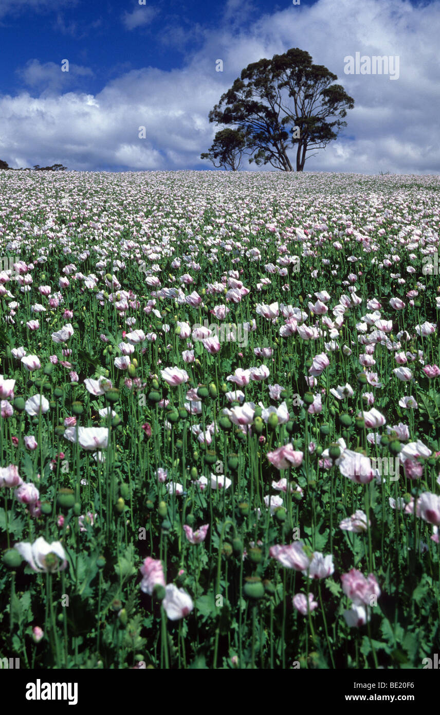 Campo di papavero nel centro di Tasmania, Australia Foto Stock