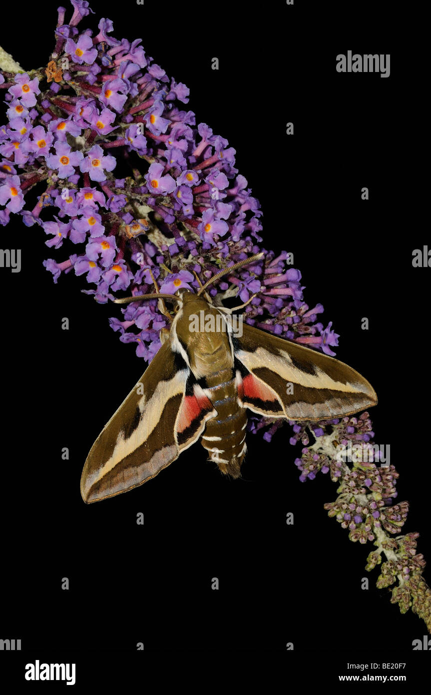 Bedstraw Hawkmoth (Hyles gallii) appoggiata sul fiore caprifoglio, Oxfordshire, Regno Unito. Foto Stock